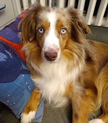 Koda 